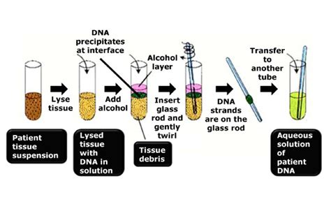 DNA Can Be Collected on a Glass Rod in a Technique Called Molecular Fishing